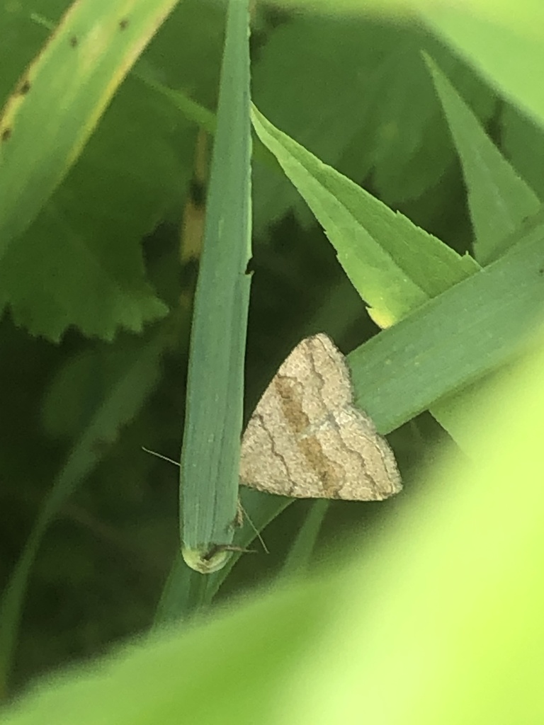 Pale Phalaenostola Moth