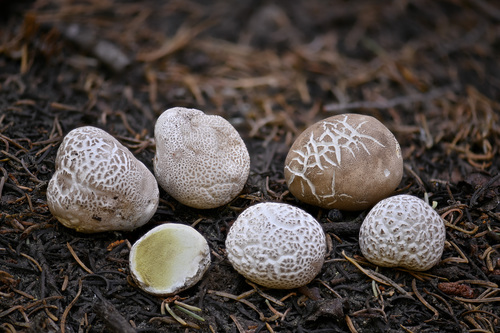 Lycoperdon subcretaceum