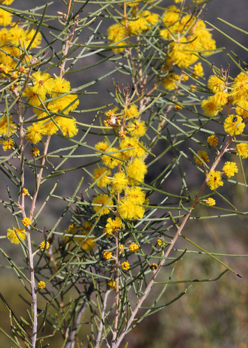 Burbidge's Wattle (Acacia burbidgeae)