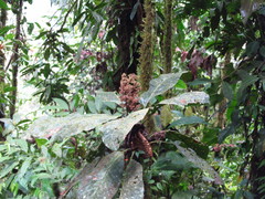 Primulaceae