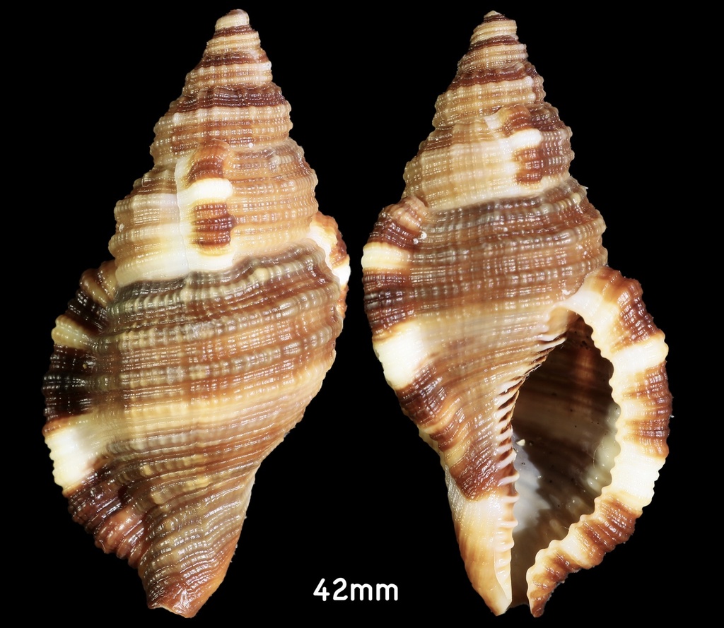 Atlantic Hairy Triton