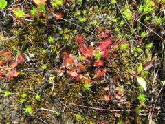 Drosera rotundifolia image