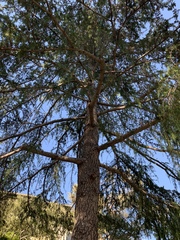 Pinus canariensis