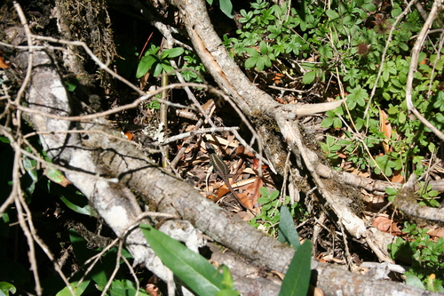 Cyan Tree Iguana, Liolaemus cyanogaster