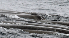 Berardius bairdii
