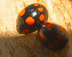 Paropsisterna sexpustulata