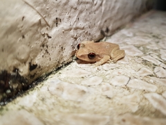 Eleutherodactylus antillensis