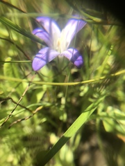 Brodiaea terrestris