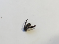Ancistrocerus unifasciatus