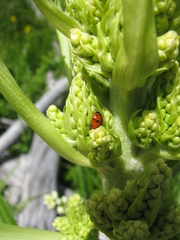 Hippodamia caseyi