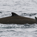 Baird's Beaked Whale - Photo (c) Robin Gwen Agarwal, some rights reserved (CC BY-NC), uploaded by Robin Gwen Agarwal