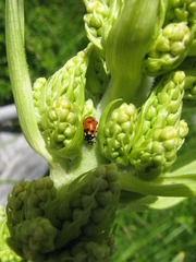 Hippodamia caseyi