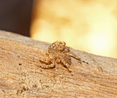 Stephanopis altifrons