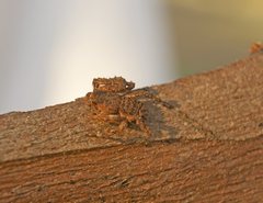 Stephanopis altifrons