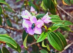 Xylocopa bombylans