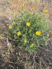 Helianthus cusickii