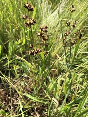 Juncus phaeocephalus