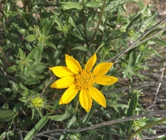 Helianthus cusickii