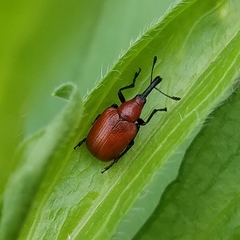 Merhynchites bicolor