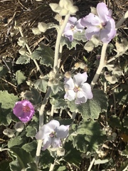 Malacothamnus fremontii