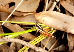 Macrotona mjobergi