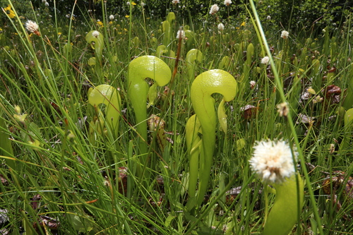 Darlingtonia californica