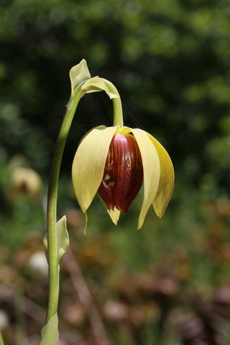 Darlingtonia californica