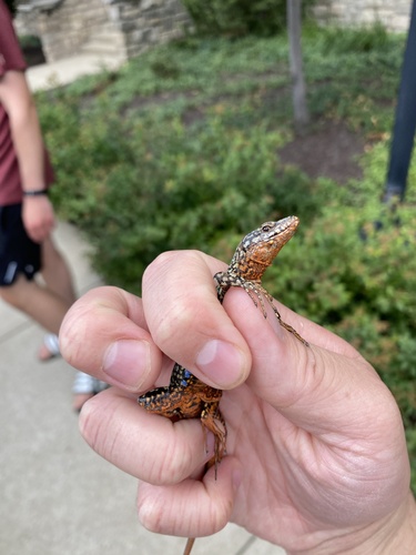 Common Wall Lizard