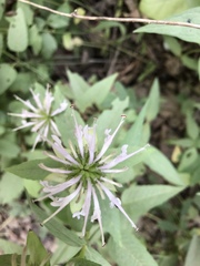 Monarda clinopodia