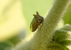 Alosextius carinatus