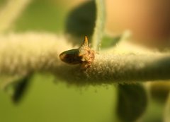 Alosextius carinatus