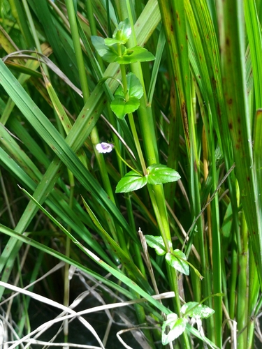 Lindernia anagallis iNat (2)