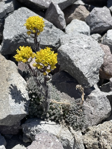 Image of Draba aureola by (c) Ryan Elliott, some rights reserved (CC BY)
