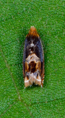 Ancylis muricana