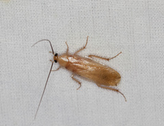 Ectobius pallidus