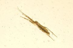 Styringomyia