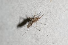 Aedes vigilax