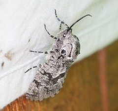 Prionoxystus robiniae