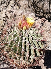 Ferocactus emoryi emoryi