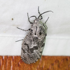 Prionoxystus robiniae