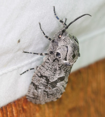 Prionoxystus robiniae