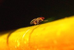 Cephaloconus tenebrosus