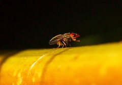 Cephaloconus tenebrosus