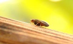 Cephaloconus tenebrosus