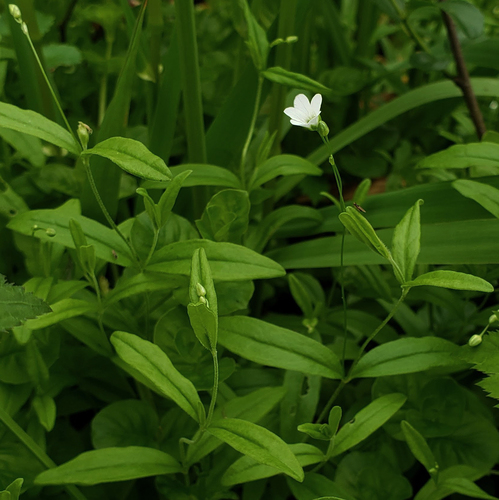 bluntleaf sandwort