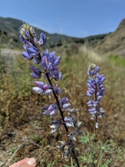 Lupinus benthamii