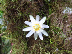 Passiflora discophora