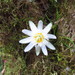 Passiflora discophora - Photo (c) Holger Beck,  זכויות יוצרים חלקיות (CC BY-NC), הועלה על ידי Holger Beck