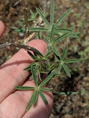 Lupinus benthamii