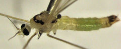 Dicranomyia